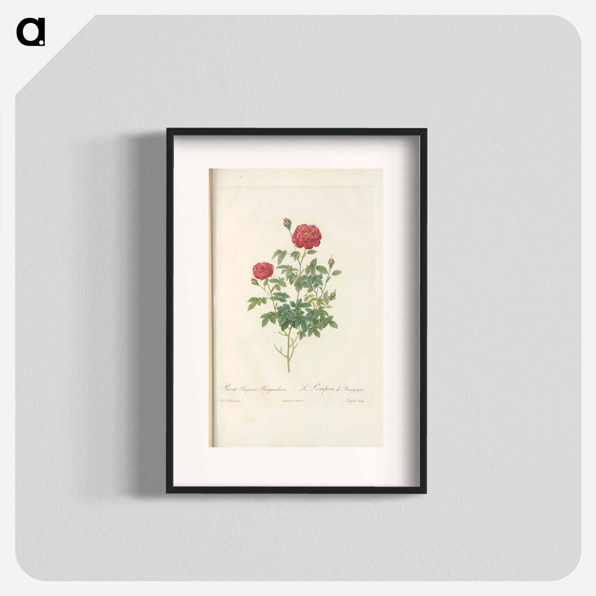 Rose illustration - ピエール ジョゼフ ルドゥーテ Poster.