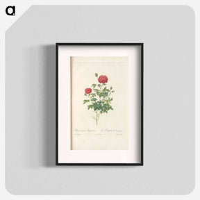 アートポスター-Rose illustration - ピエール ジョゼフ ルドゥーテ Poster.