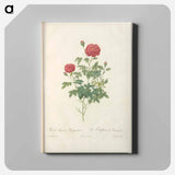 アートパネル-Rose illustration - ピエール ジョゼフ ルドゥーテ Canvas.