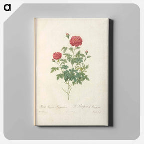 アートパネル-Rose illustration - ピエール ジョゼフ ルドゥーテ Canvas.