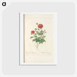 アートポストカード-Rose illustration - ピエール ジョゼフ ルドゥーテ Postcard.