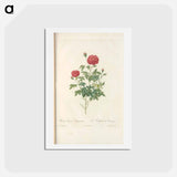 アートポストカード-Rose illustration - ピエール ジョゼフ ルドゥーテ Postcard.