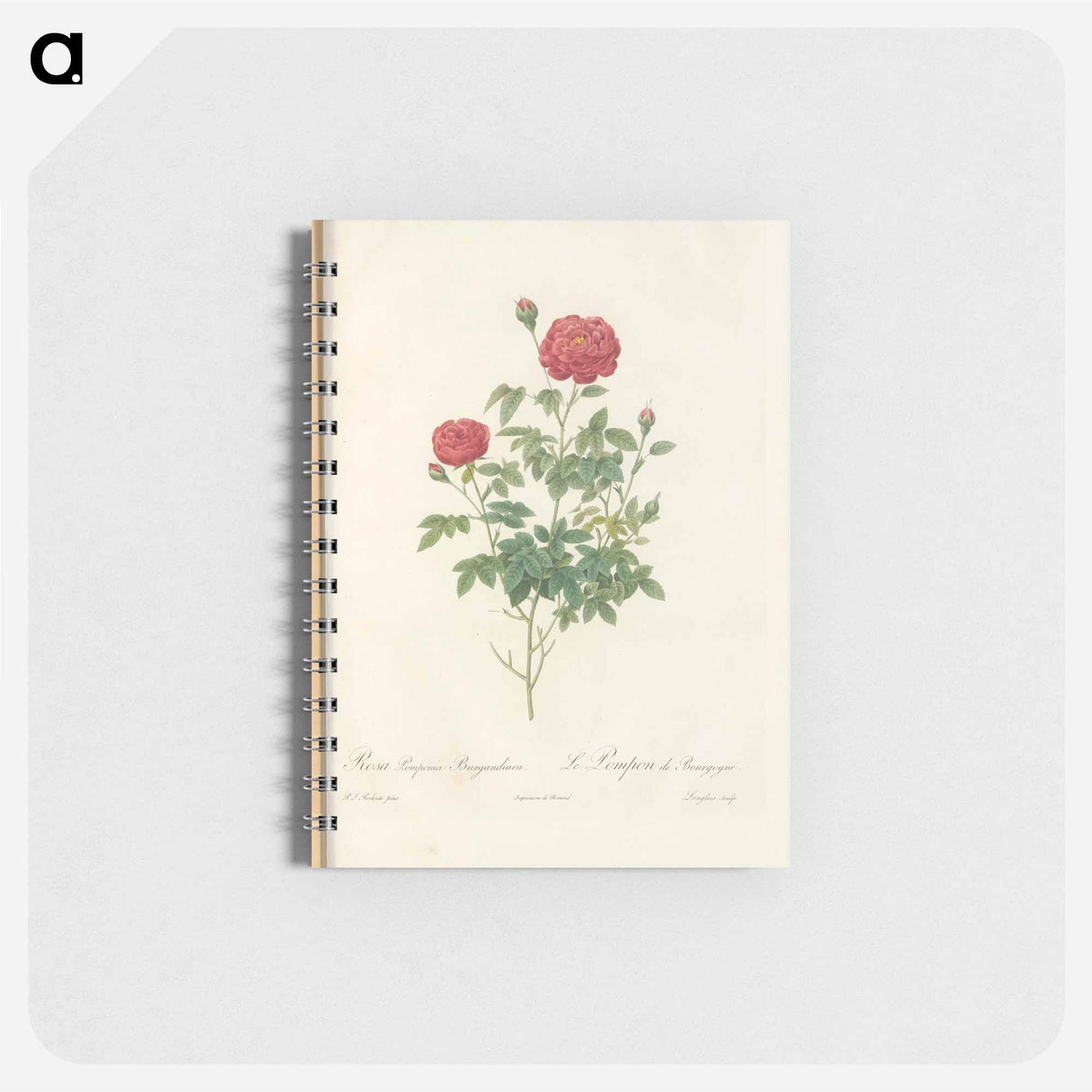 アートメモ帳-Rose illustration - ピエール ジョゼフ ルドゥーテ Memo.