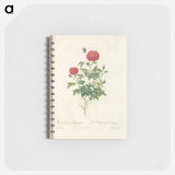 アートメモ帳-Rose illustration - ピエール ジョゼフ ルドゥーテ Memo.