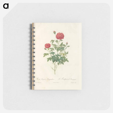 アートメモ帳-Rose illustration - ピエール ジョゼフ ルドゥーテ Memo.
