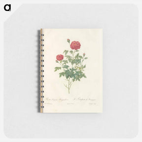 アートメモ帳-Rose illustration - ピエール ジョゼフ ルドゥーテ Memo.