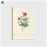 アートポストカード-Rose illustration - ピエール ジョゼフ ルドゥーテ Postcard.