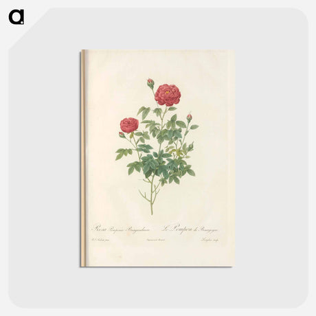 アートポストカード-Rose illustration - ピエール ジョゼフ ルドゥーテ Postcard.