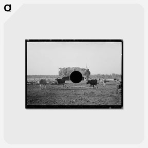 アートポストカード-Cattle and Barn, Little Fork
 - ラッセル リー Postcard.