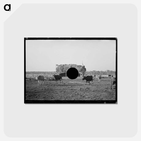 アートポストカード-Cattle and Barn, Little Fork
 - ラッセル リー Postcard.