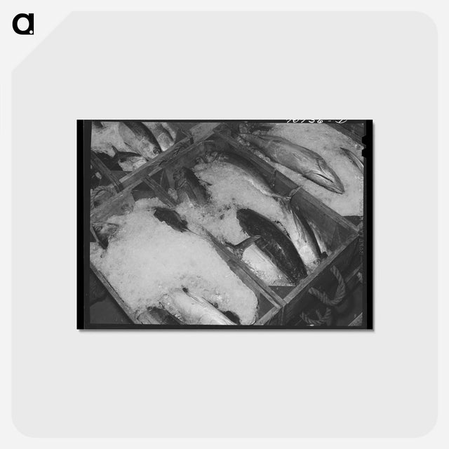 アートポストカード-Tuna Packed in Ice
 - ラッセル リー Postcard.