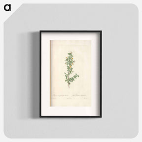 アートポスター-Rose illustration - ピエール ジョゼフ ルドゥーテ Poster.