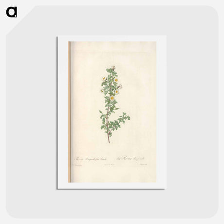 アートポストカード-Rose illustration - ピエール ジョゼフ ルドゥーテ Postcard.