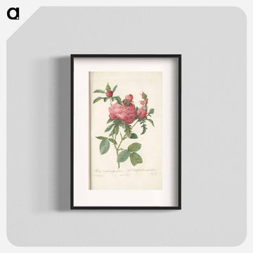 Rose illustration - ピエール ジョゼフ ルドゥーテ Poster.