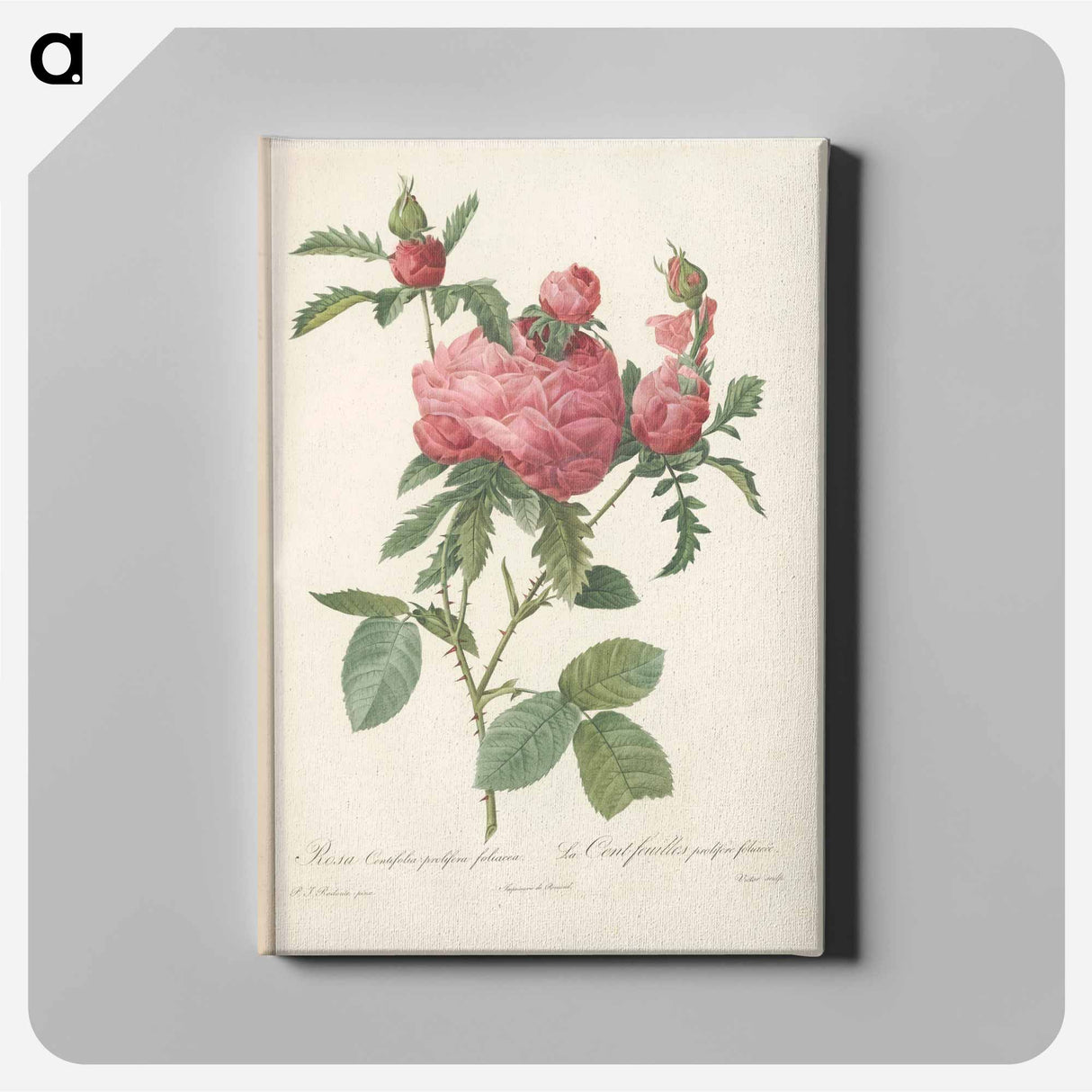 アートパネル-Rose illustration - ピエール ジョゼフ ルドゥーテ Canvas.