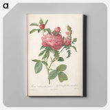 アートパネル-Rose illustration - ピエール ジョゼフ ルドゥーテ Canvas.