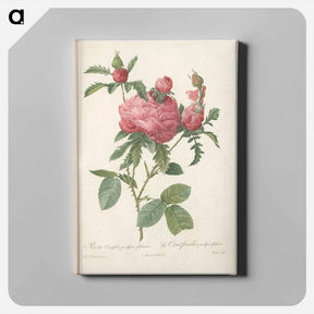アートパネル-Rose illustration - ピエール ジョゼフ ルドゥーテ Canvas.