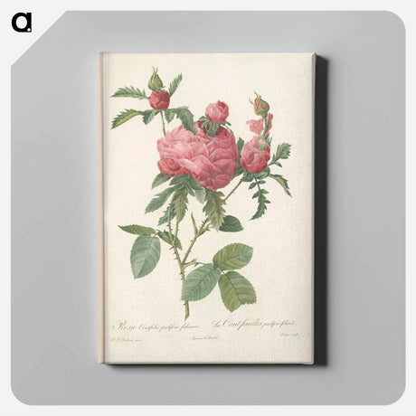 アートパネル-Rose illustration - ピエール ジョゼフ ルドゥーテ Canvas.