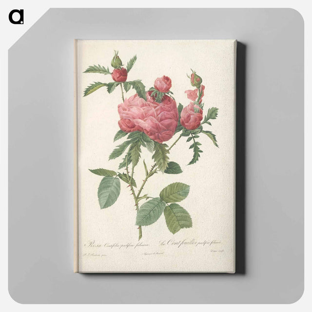 アートパネル-Rose illustration - ピエール ジョゼフ ルドゥーテ Canvas.