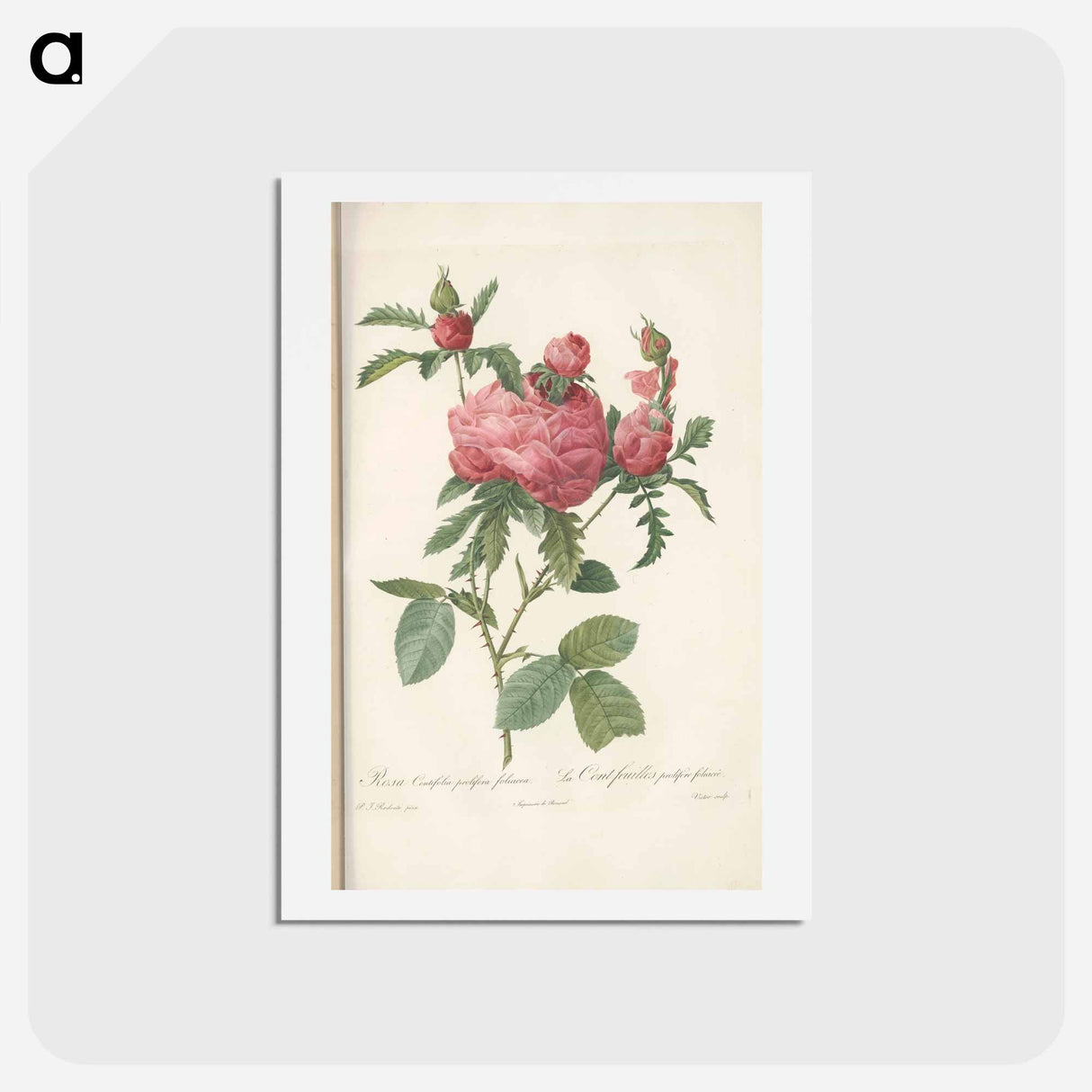 アートポストカード-Rose illustration - ピエール ジョゼフ ルドゥーテ Postcard.