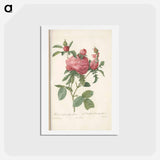 アートポストカード-Rose illustration - ピエール ジョゼフ ルドゥーテ Postcard.