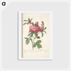 アートポストカード-Rose illustration - ピエール ジョゼフ ルドゥーテ Postcard.