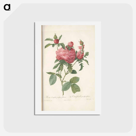 アートポストカード-Rose illustration - ピエール ジョゼフ ルドゥーテ Postcard.