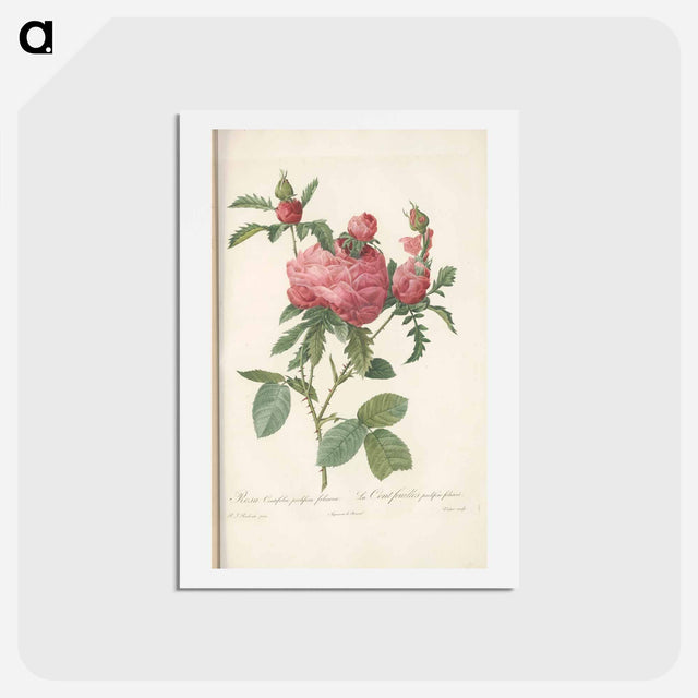 アートポストカード-Rose illustration - ピエール ジョゼフ ルドゥーテ Postcard.