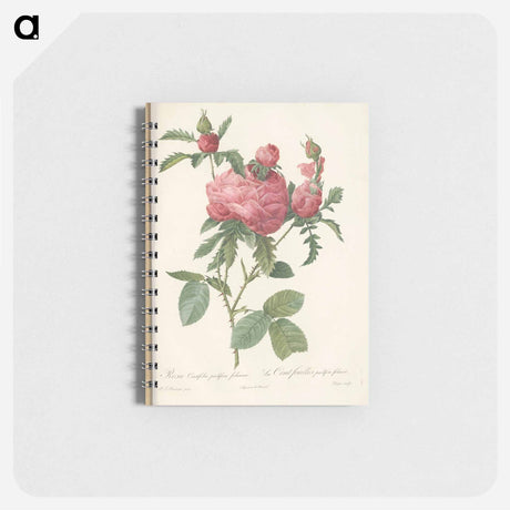 アートメモ帳-Rose illustration - ピエール ジョゼフ ルドゥーテ Memo.