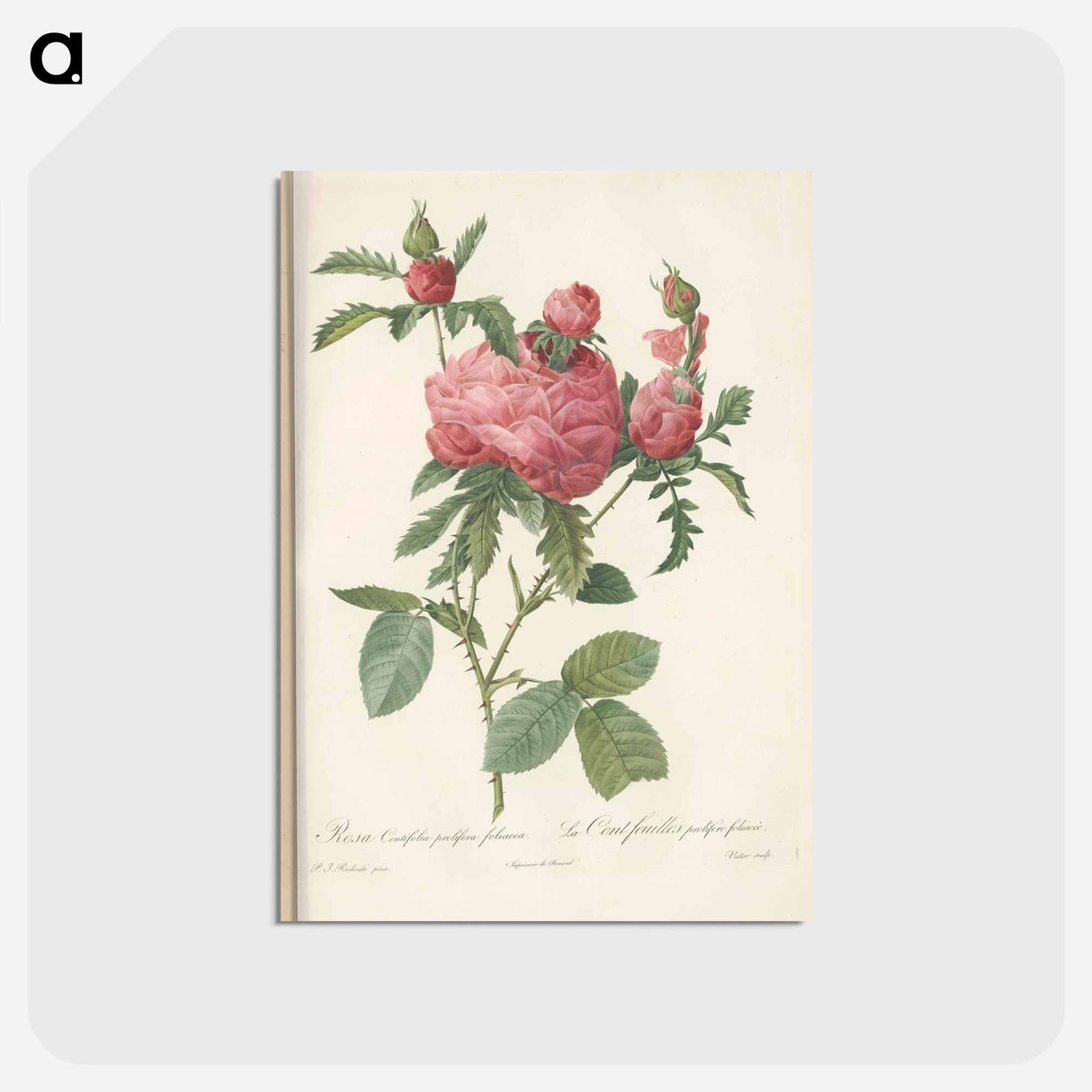 アートポストカード-Rose illustration - ピエール ジョゼフ ルドゥーテ Postcard.