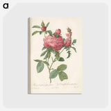 アートポストカード-Rose illustration - ピエール ジョゼフ ルドゥーテ Postcard.