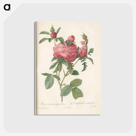 アートポストカード-Rose illustration - ピエール ジョゼフ ルドゥーテ Postcard.