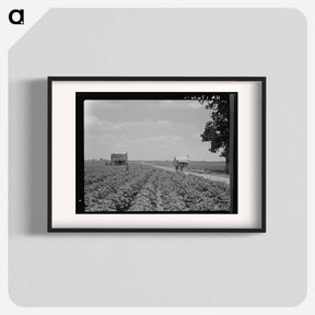 アートポスター-A cotton patch in the Delta area in Mississippi - ドロテア ラング Poster.
