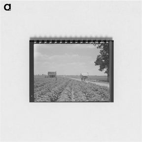 アートメモ帳-A cotton patch in the Delta area in Mississippi - ドロテア ラング Memo.