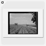 A cotton patch in the Delta area in Mississippi - Dorothea Lange Poster.