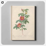 アートパネル-Rose illustration - ピエール ジョゼフ ルドゥーテ Canvas.