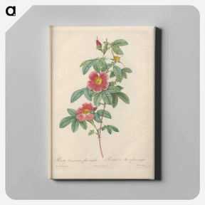 アートパネル-Rose illustration - ピエール ジョゼフ ルドゥーテ Canvas.