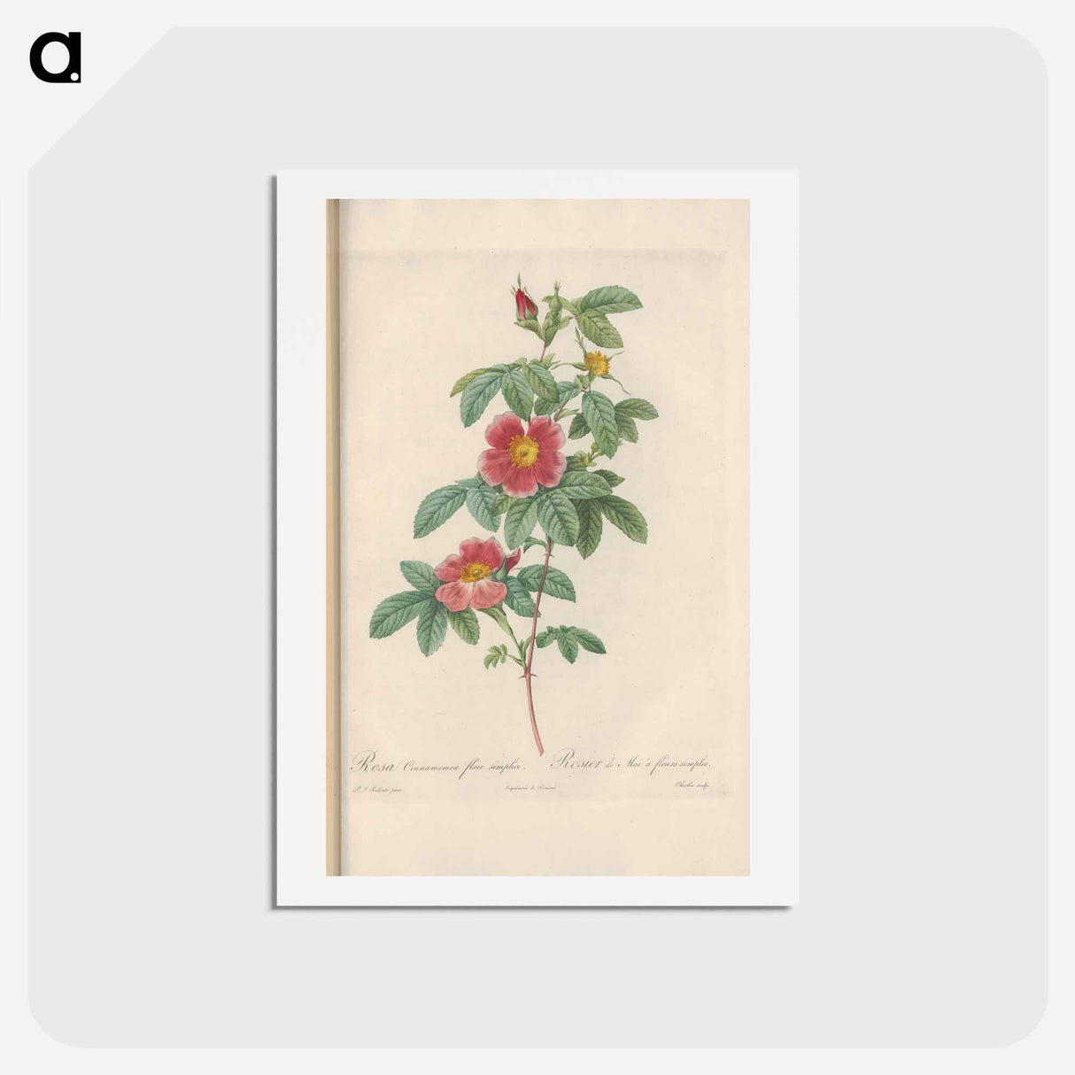 アートポストカード-Rose illustration - ピエール ジョゼフ ルドゥーテ Postcard.