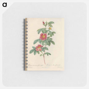 アートメモ帳-Rose illustration - ピエール ジョゼフ ルドゥーテ Memo.
