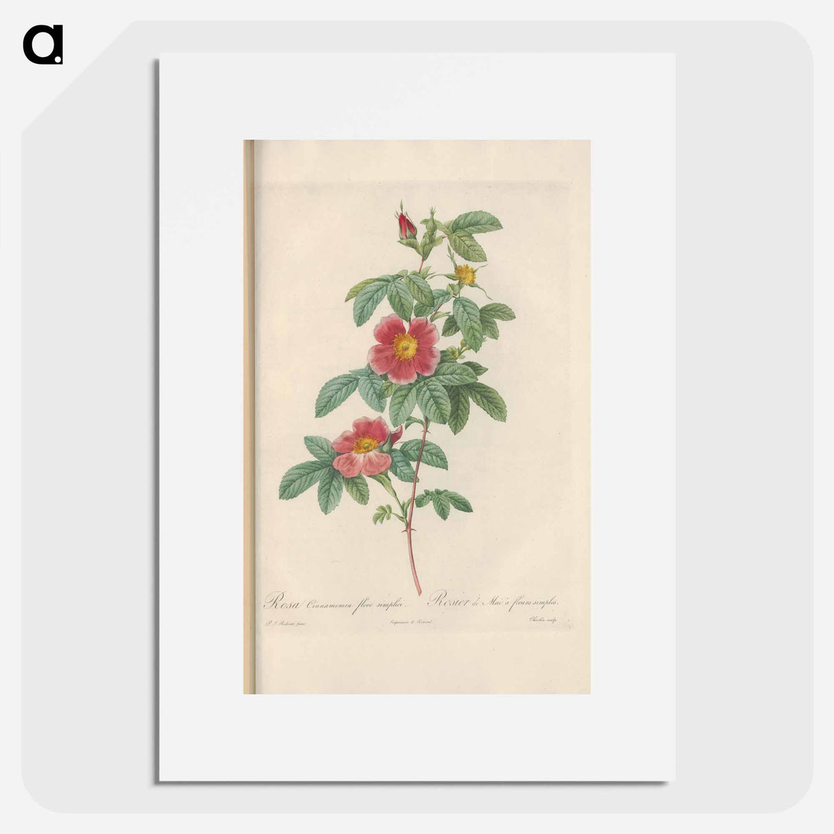 Rose illustration - Pierre Joseph Redouté Poster.