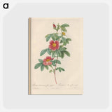 アートポストカード-Rose illustration - ピエール ジョゼフ ルドゥーテ Postcard.