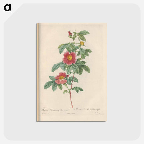 アートポストカード-Rose illustration - ピエール ジョゼフ ルドゥーテ Postcard.