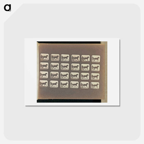 アートポストカード-Racking (Pacing)
 - エドワード マイブリッジ Postcard.