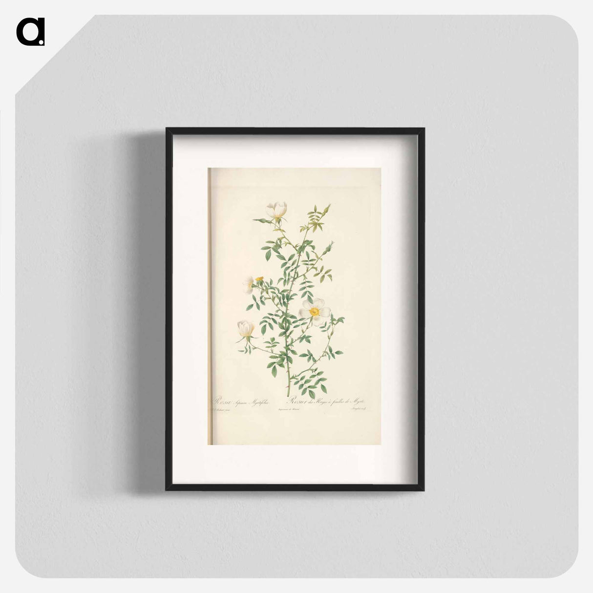 Rose illustration - Pierre Joseph Redouté Poster.
