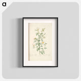 Rose illustration - Pierre Joseph Redouté Poster.