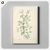 アートパネル-Rose illustration - ピエール ジョゼフ ルドゥーテ Canvas.