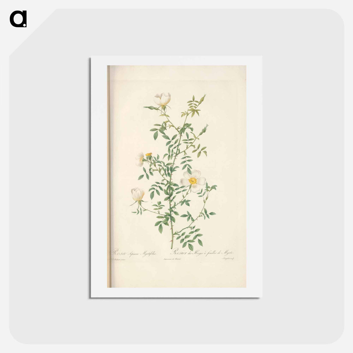 アートポストカード-Rose illustration - ピエール ジョゼフ ルドゥーテ Postcard.