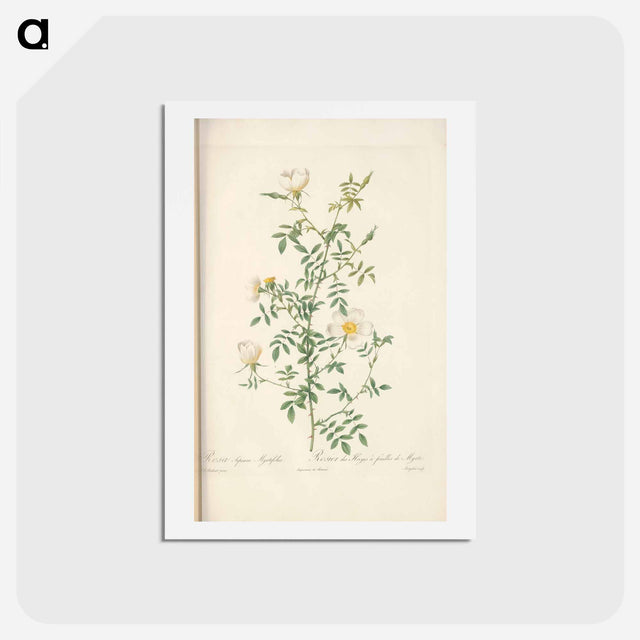 アートポストカード-Rose illustration - ピエール ジョゼフ ルドゥーテ Postcard.