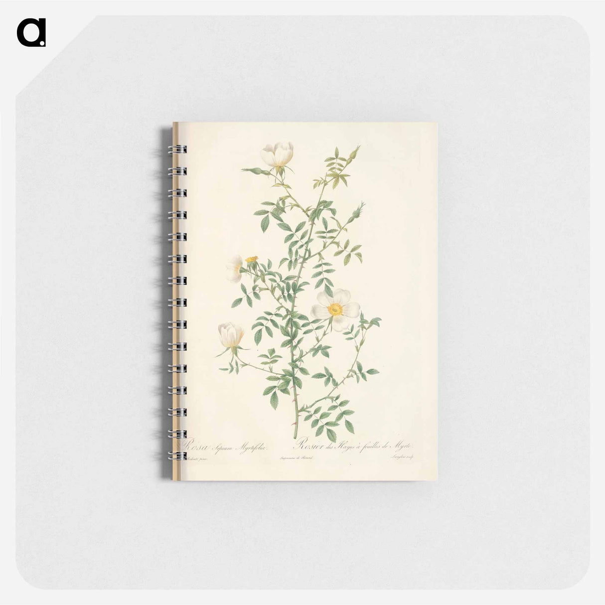 アートメモ帳-Rose illustration - ピエール ジョゼフ ルドゥーテ Memo.