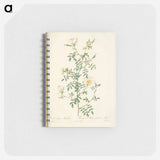 アートメモ帳-Rose illustration - ピエール ジョゼフ ルドゥーテ Memo.